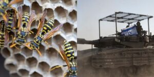 10 Israeli soldiers hospitalized for wasp stings after their tank ran over a swarm’s nest in Gaza