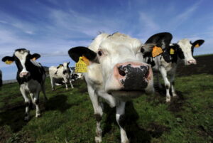 Factbox-How US states are testing cattle and humans for bird flu By Reuters