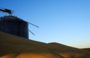 As climate shifts, a leafhopper bug plagues Argentina’s corn fields By Reuters