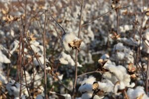 Banned Chinese cotton found in 19% of US retailers’ merchandise, study shows By Reuters