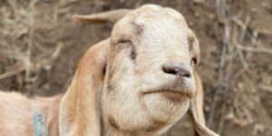 A Texas man bought a home, only to discover that a squatter and a ‘pretty big goat’ were living there. When he tried to get in months later, the goat attacked his dad.