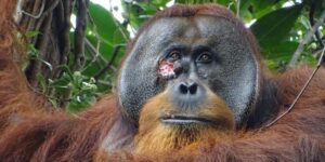 Scientists witnessed an orangutan treating his wounds with medicinal plants, showing human-like behavior