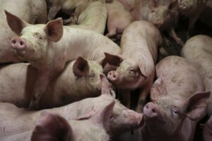 China may take provisional anti-dumping steps against EU pork imports By Reuters