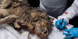 A frozen wolf discovered in Siberia turned out to be 44,000 years old. It’s so well-preserved that scientists are checking its gut for ancient viruses.