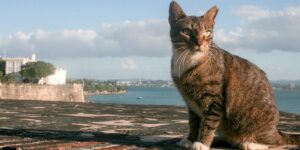 Feral cats have taken over Puerto Rico’s Old San Juan. But residents are rolling their eyes at a plan to remove them.