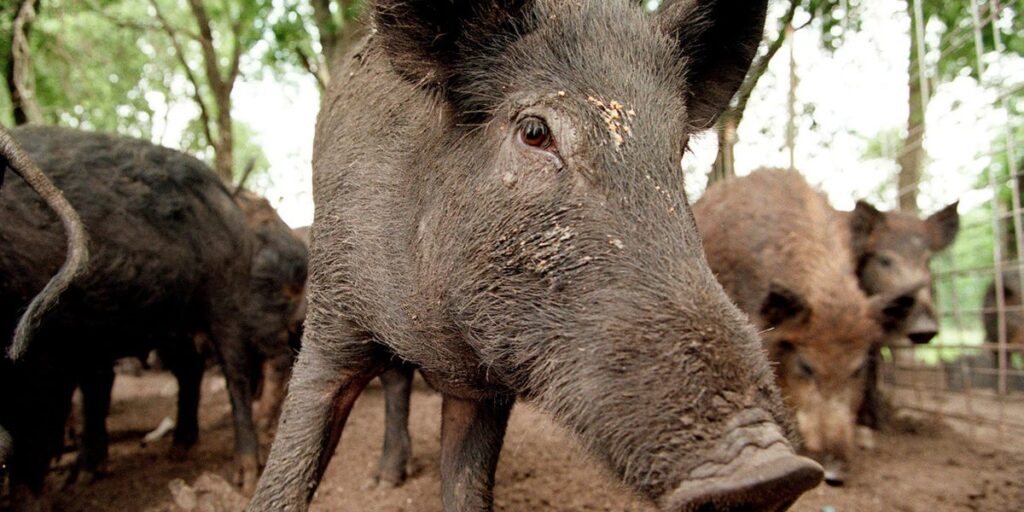 Where Canada’s ‘super pigs’ are most likely to invade the US — and potentially cause millions of dollars in damage