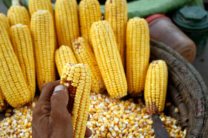 Mexico to drop plan to cut yellow corn imports, new agriculture minister says By Reuters