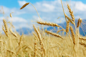 Cooling prices chill drive to add wheat acres in US Corn Belt By Reuters