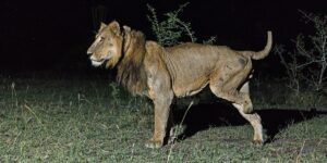 2 lions made a mile-long swim across a crocodile-infested channel in search of mates. It’s a sign of how desperate the animals are getting.