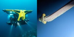 A luxury Viking cruise ship helped scientists encounter the rarely-seen giant phantom jellyfish