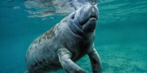 Florida residents were shocked to see a manatee swimming in their human-made lake. A biologist thinks she knows how it got there.