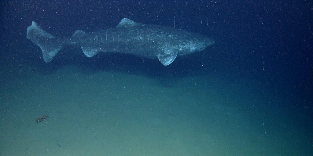 Greenland sharks can live for over 250 years, and scientists want to use their anti-aging secrets to help humans live longer