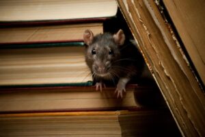 Before You Can Experience True Employee Engagement, You Need To ‘Put The Rat On The Table’