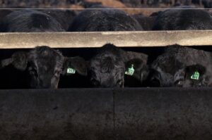 Fake cows ready for milking at US state fairs as bird flu threat looms By Reuters