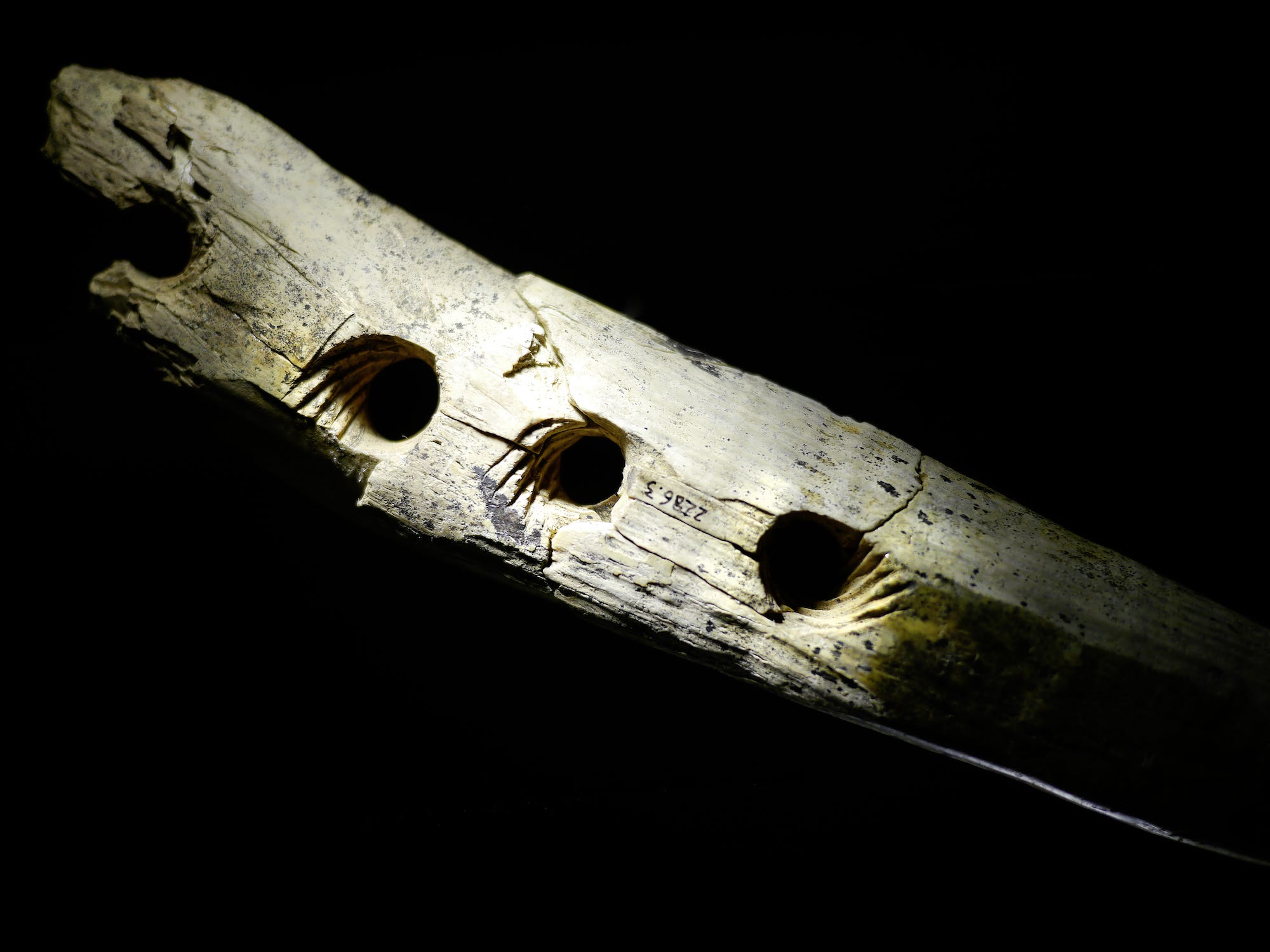 An ivory tool with three grooved holes on a black background