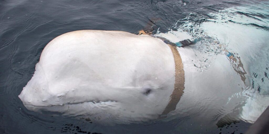 A beluga whale accused of spying for Russia with a mounted camera has been found dead near Norway’s coast