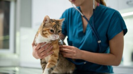 Does pet insurance cover pre-existing conditions?