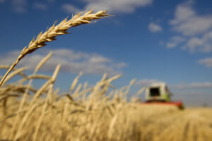 Exclusive-Algeria bars France from wheat import tender as relations sour, sources say By Reuters