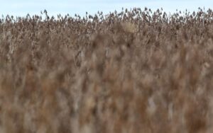 US exporters race to ship soybeans as looming election stokes tariff worries By Reuters