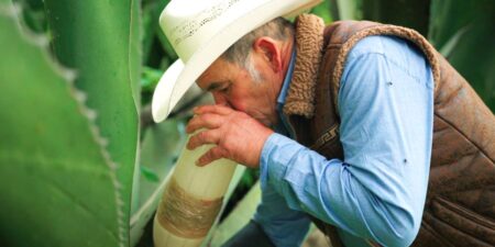 How Tequila and Mezcal’s Ancestor, Pulque, Is Making a Comeback