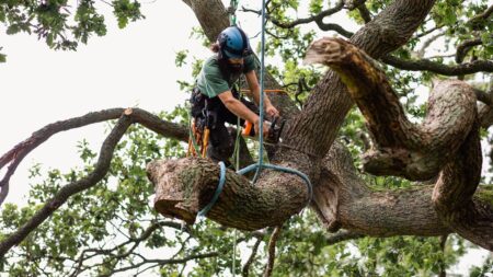 Will My Homeowners Insurance Policy Cover Tree Removal?