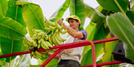 The world’s most popular banana faces extinction. Researchers are racing to find a solution.