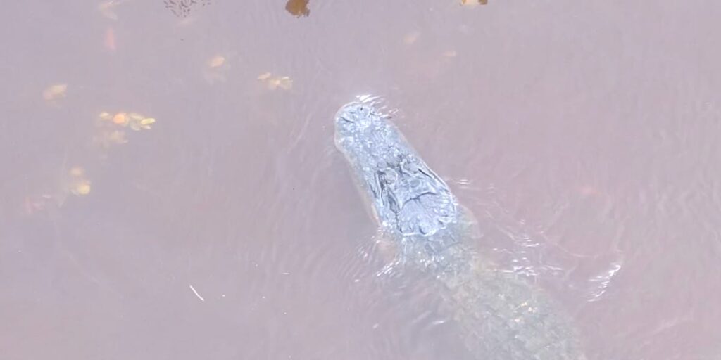 Video shows a stray alligator swimming near Florida’s flooded streets after Hurricane Helene displaced it