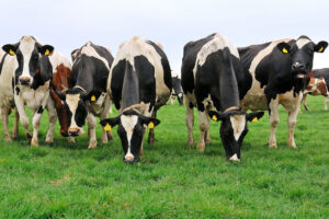 Return of US drought delays cattle-herd rebuilding, hurting Tyson Foods By Reuters