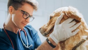 Do Pet Insurance Policies Cover Cancer For Your Cat Or Dog?