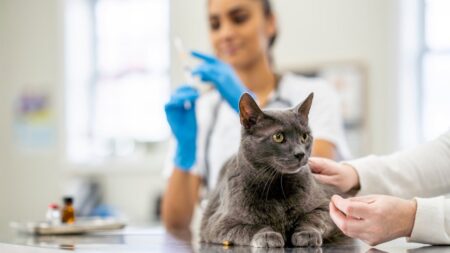 Does Pet Insurance Cover Vaccines For Your Cats And Dogs?