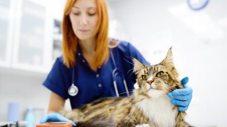 Emergency Vet Costs vs. Pet Insurance: A Financial Comparison